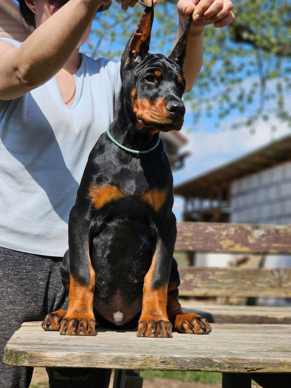 Finn