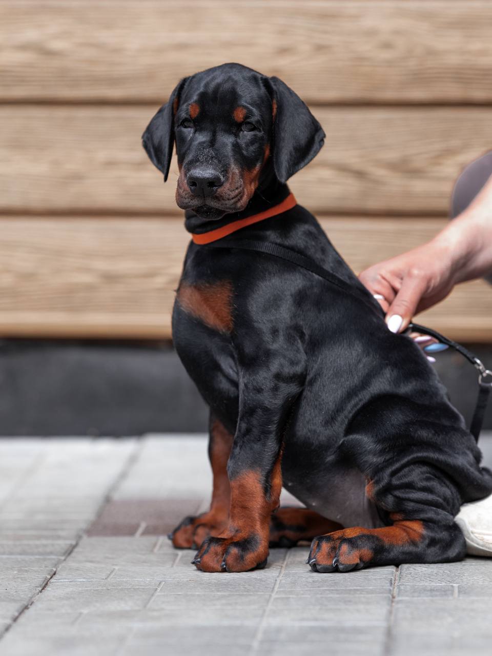 winnie1 Zara